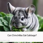 Can Chinchillas Eat Cabbage