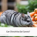 Can Chinchillas Eat Carrots