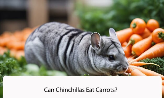 Can Chinchillas Eat Carrots?
