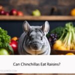 Can Chinchillas Eat Raisins