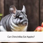 Can Chinchillas Eat Apples