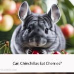 Can Chinchillas Eat Cherries