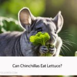 Can Chinchillas Eat Lettuce