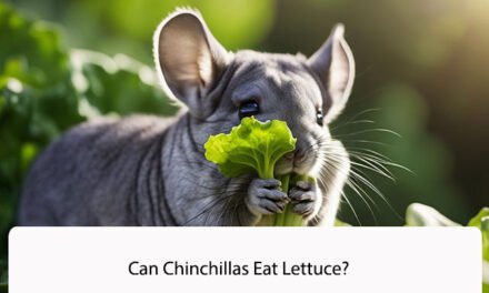 Can Chinchillas Eat Lettuce?