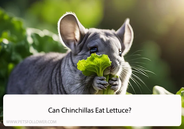 Can Chinchillas Eat Lettuce?