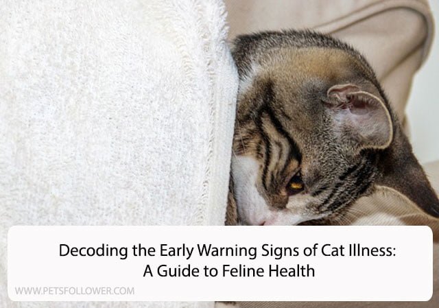 Decoding the Early Warning Signs of Cat Illness: A Guide to Feline Health