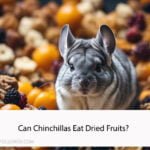 Can Chinchillas Eat Dried Fruits