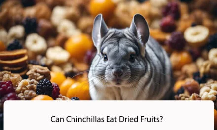 Can Chinchillas Eat Dried Fruits?