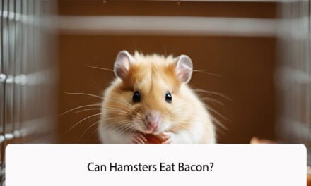Can Hamsters Eat Bacon? A Comprehensive Guide