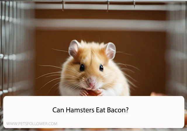 Can Hamsters Eat Bacon