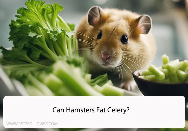 Can Hamsters Eat Celery? A Comprehensive Guide