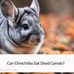 Can Chinchillas Eat Dried Carrots