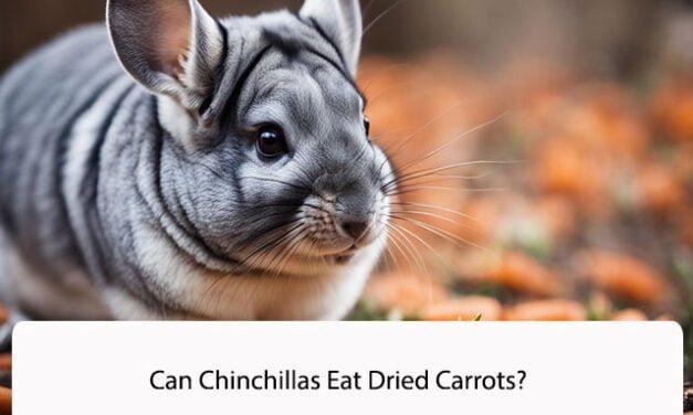 Can Chinchillas Eat Dried Carrots?