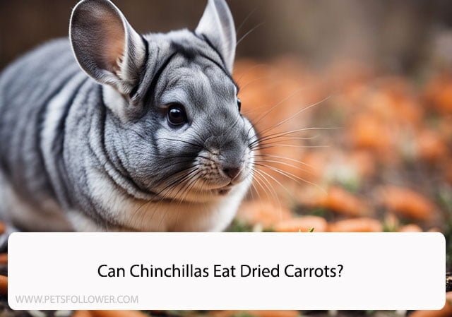 Can Chinchillas Eat Dried Carrots?
