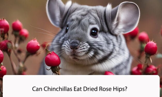 Can Chinchillas Eat Dried Rose Hips?
