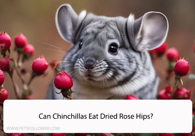 Can Chinchillas Eat Dried Rose Hips