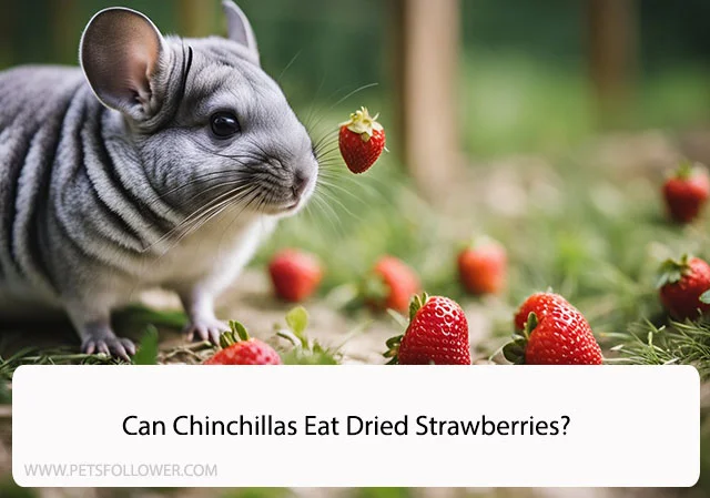 Can Chinchillas Eat Dried Strawberries