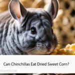 Can Chinchillas Eat Dried Sweet Corn