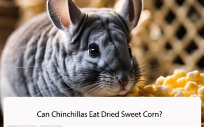 Can Chinchillas Eat Dried Sweet Corn?