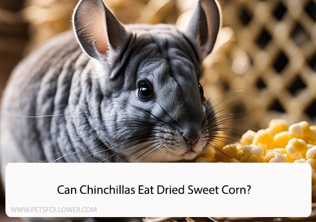 Can Chinchillas Eat Dried Sweet Corn?