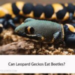 Can Leopard Geckos Eat Beetles