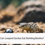 Can Leopard Geckos Eat Darkling Beetles