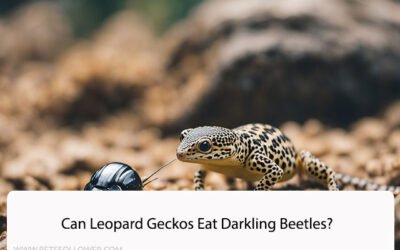 Can Leopard Geckos Eat Darkling Beetles?