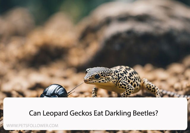 Can Leopard Geckos Eat Darkling Beetles?