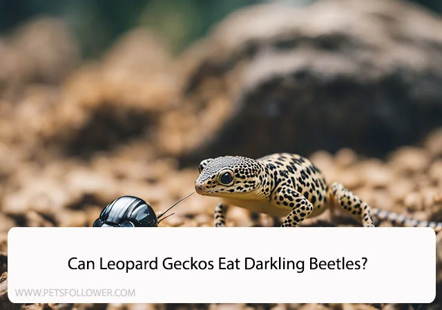 Can Leopard Geckos Eat Darkling Beetles