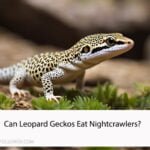Can Leopard Geckos Eat Nightcrawlers