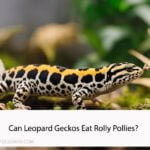 Can Leopard Geckos Eat Rolly Pollies