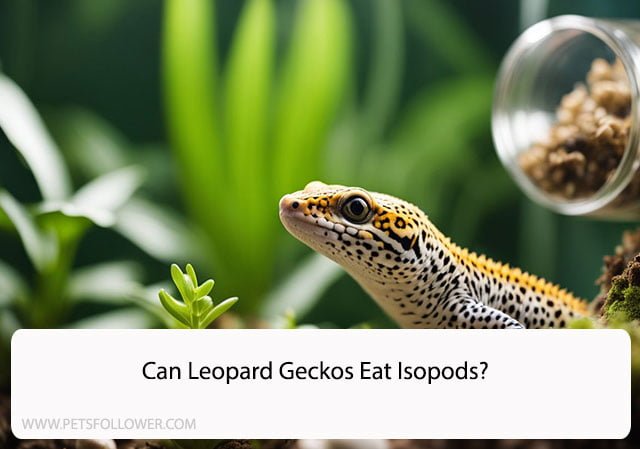 Can Leopard Geckos Eat Isopods?