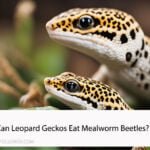 Can Leopard Geckos Eat Mealworm Beetles