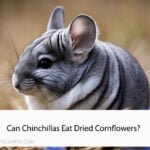 Can Chinchillas Eat Dried Cornflowers
