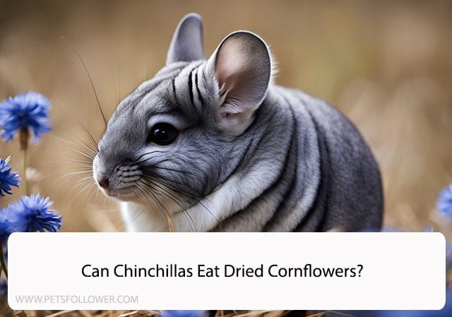Can Chinchillas Eat Dried Cornflowers?