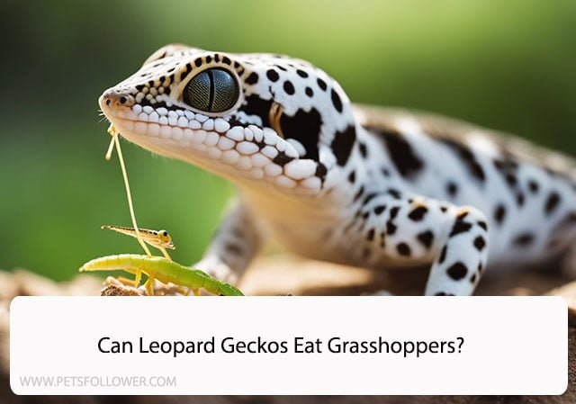 Can Leopard Geckos Eat Grasshoppers?