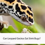 Can Leopard Geckos Eat Stink Bugs