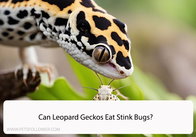 Can Leopard Geckos Eat Stink Bugs?