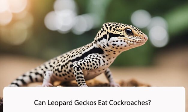 Can Leopard Geckos Eat Cockroaches?