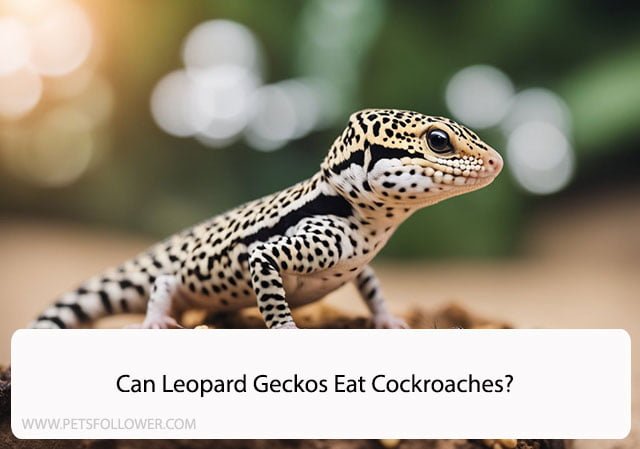 Can Leopard Geckos Eat Cockroaches?