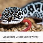 Can Leopard Geckos Eat Red Worms