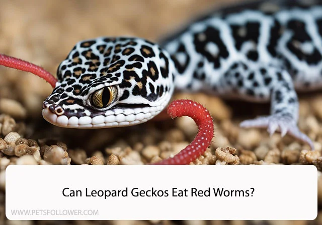 Can Leopard Geckos Eat Red Worms