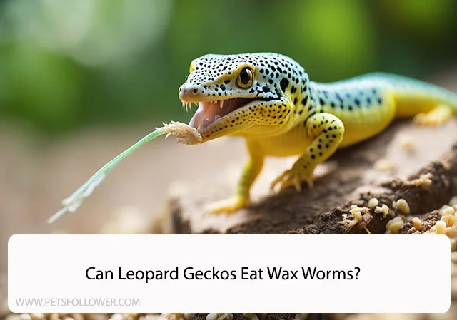 Can Leopard Geckos Eat Wax Worms?
