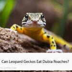 Can Leopard Geckos Eat Dubia Roaches