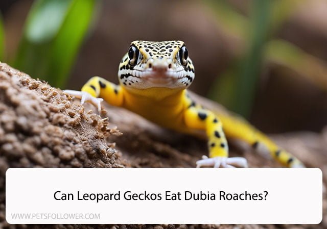 Can Leopard Geckos Eat Dubia Roaches?
