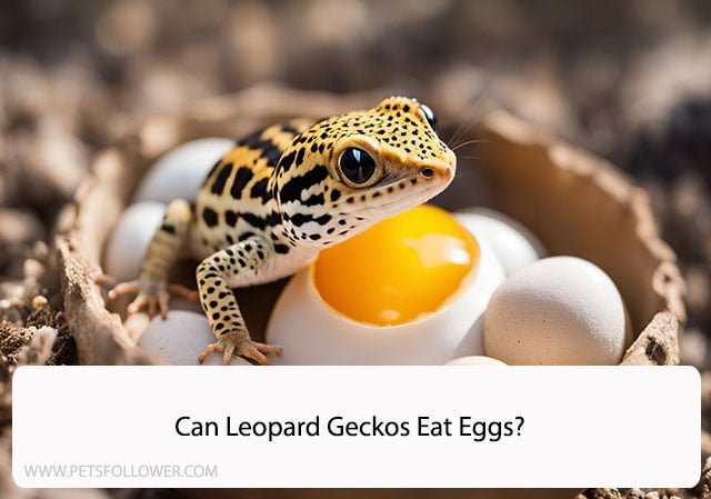Can Leopard Geckos Eat Eggs?