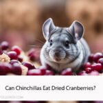 Can Chinchillas Eat Dried Cranberries