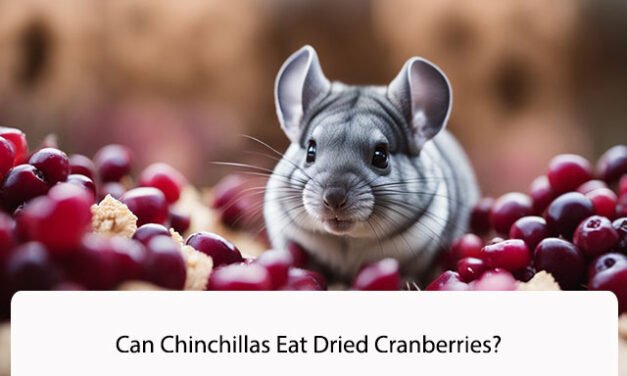 Can Chinchillas Eat Dried Cranberries?