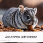 Can Chinchillas Eat Dried Dates
