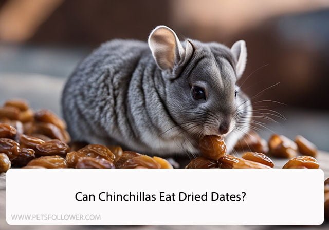 Can Chinchillas Eat Dried Dates?